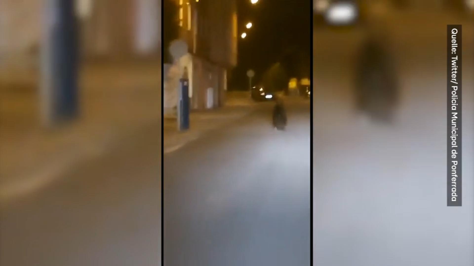 Bär rennt durch Ponferrada Bewohner in Sorge