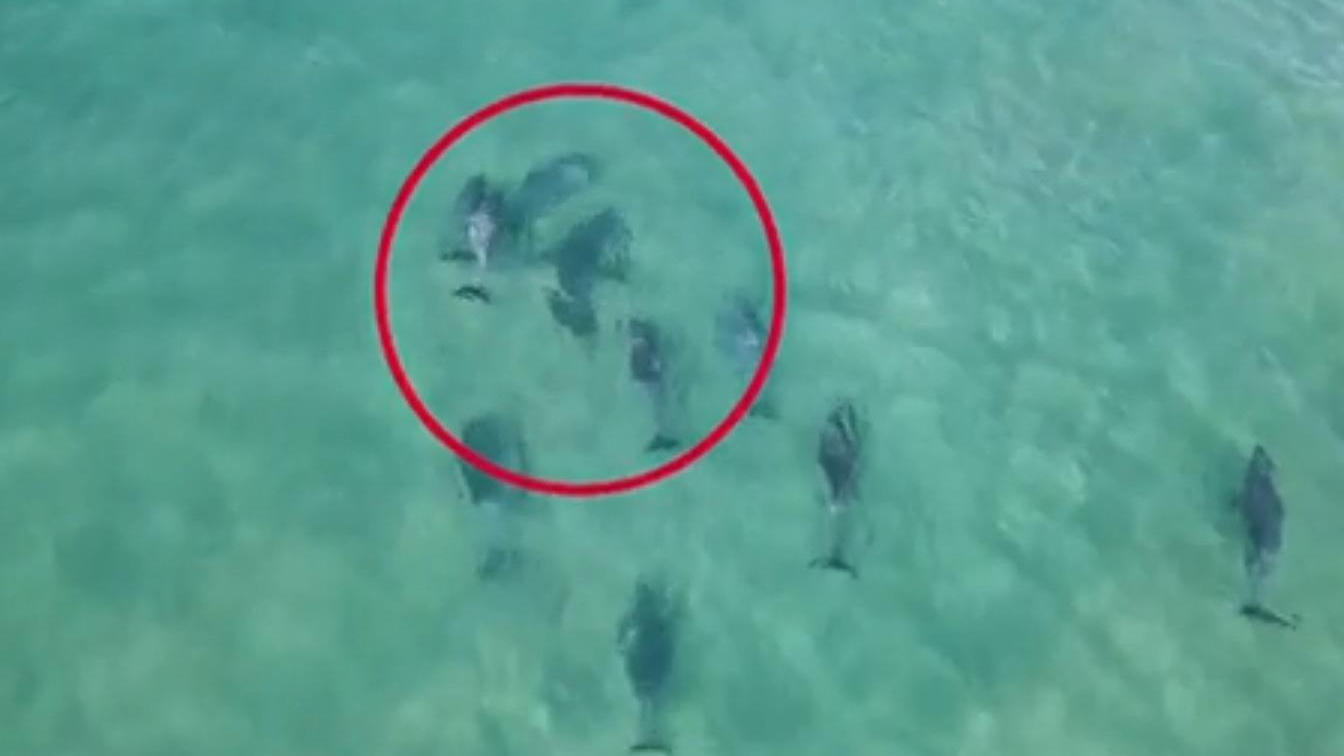 Delfine verjagen Weißen Hai von Touri-Strand Spektakuläres Video!
