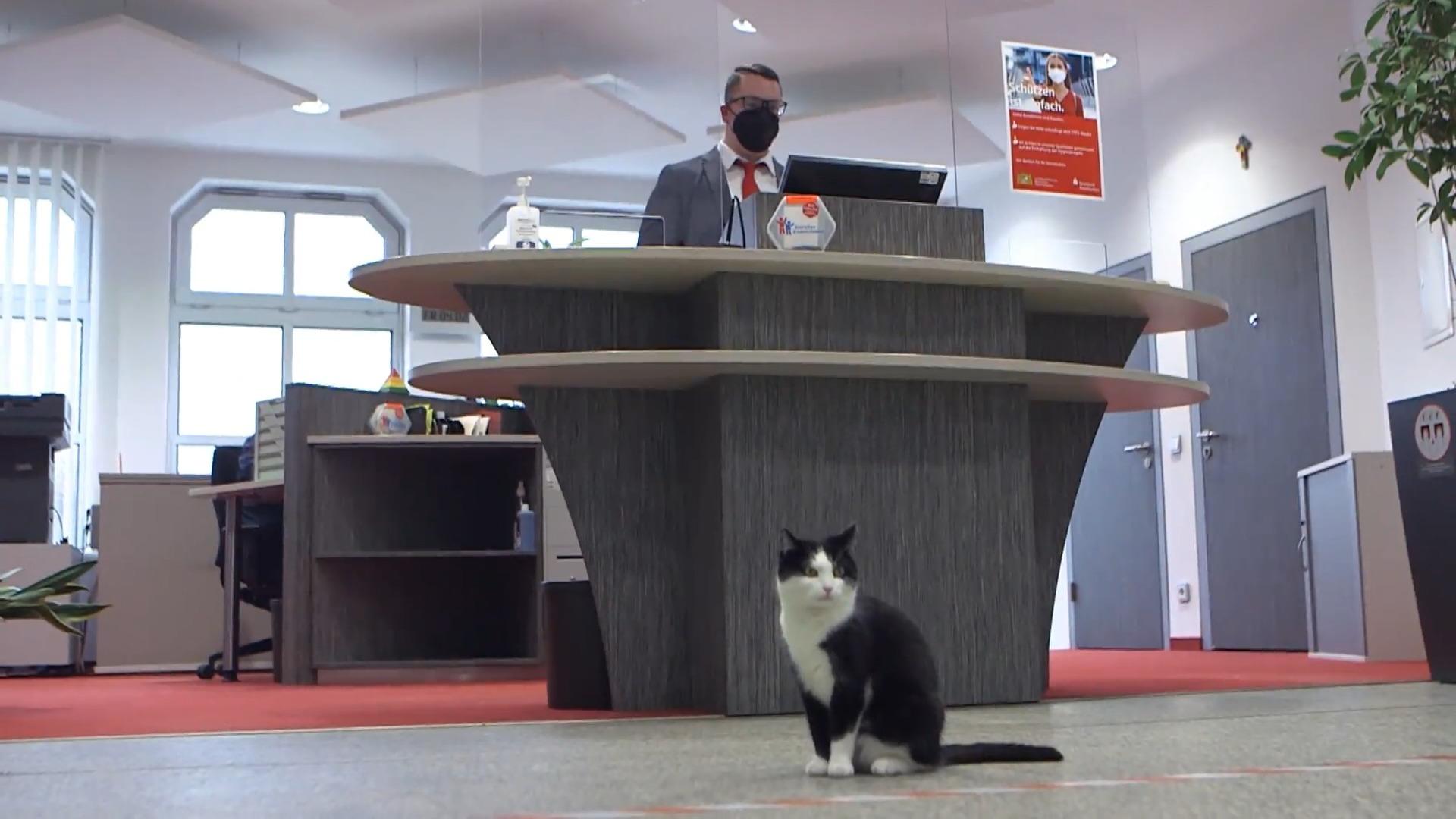 Mieze Mimmi auf die Mäuse auf Sparkasse hat Sparkatze