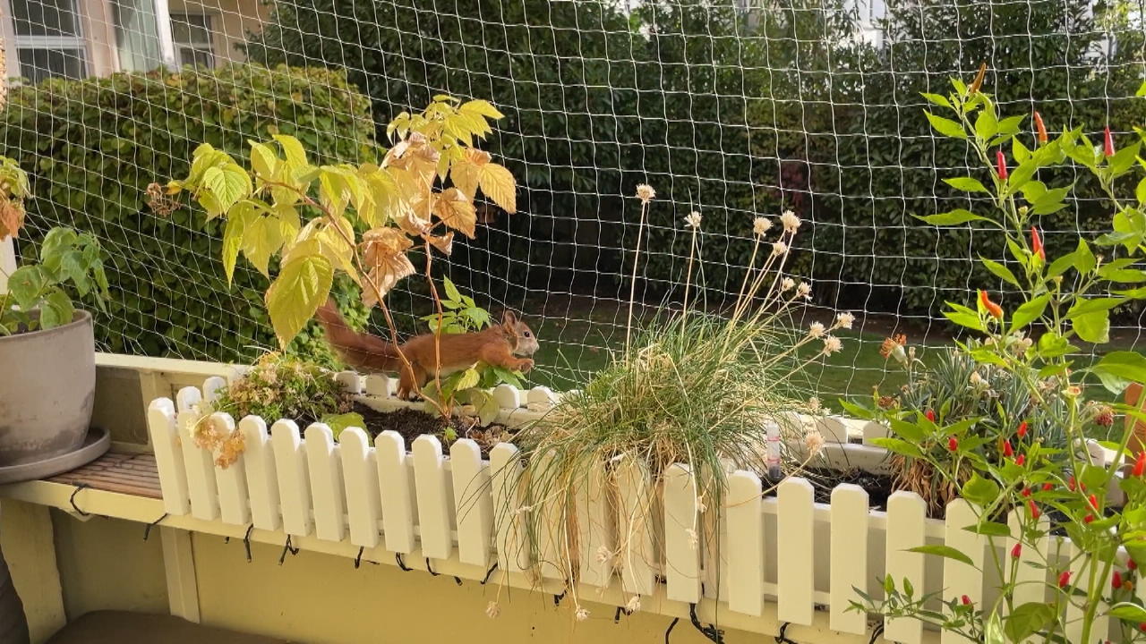 Eichhörnchen verfängt sich in Netz Rettungsaktion auf Balkon