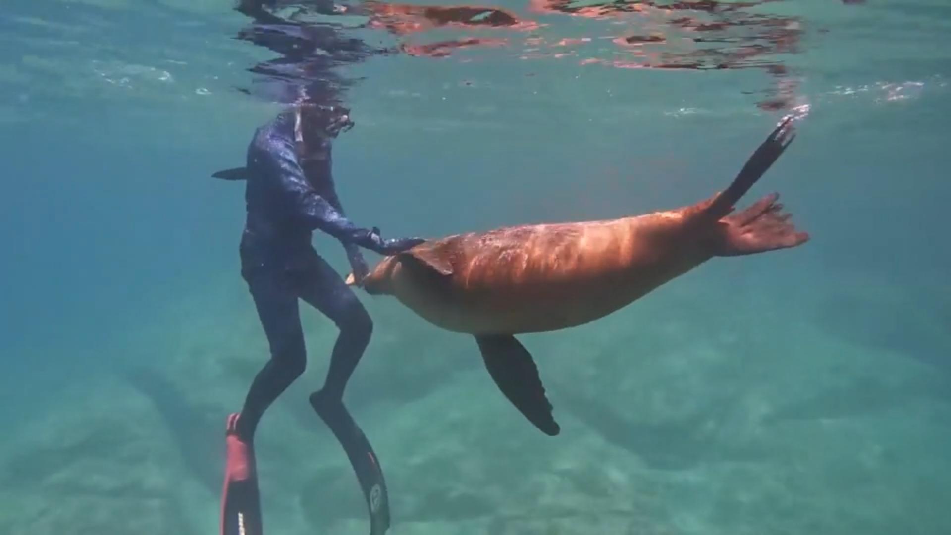 Mexiko: Seelöwe schwimmt mit Teenager Unglaubliche Begegnung!