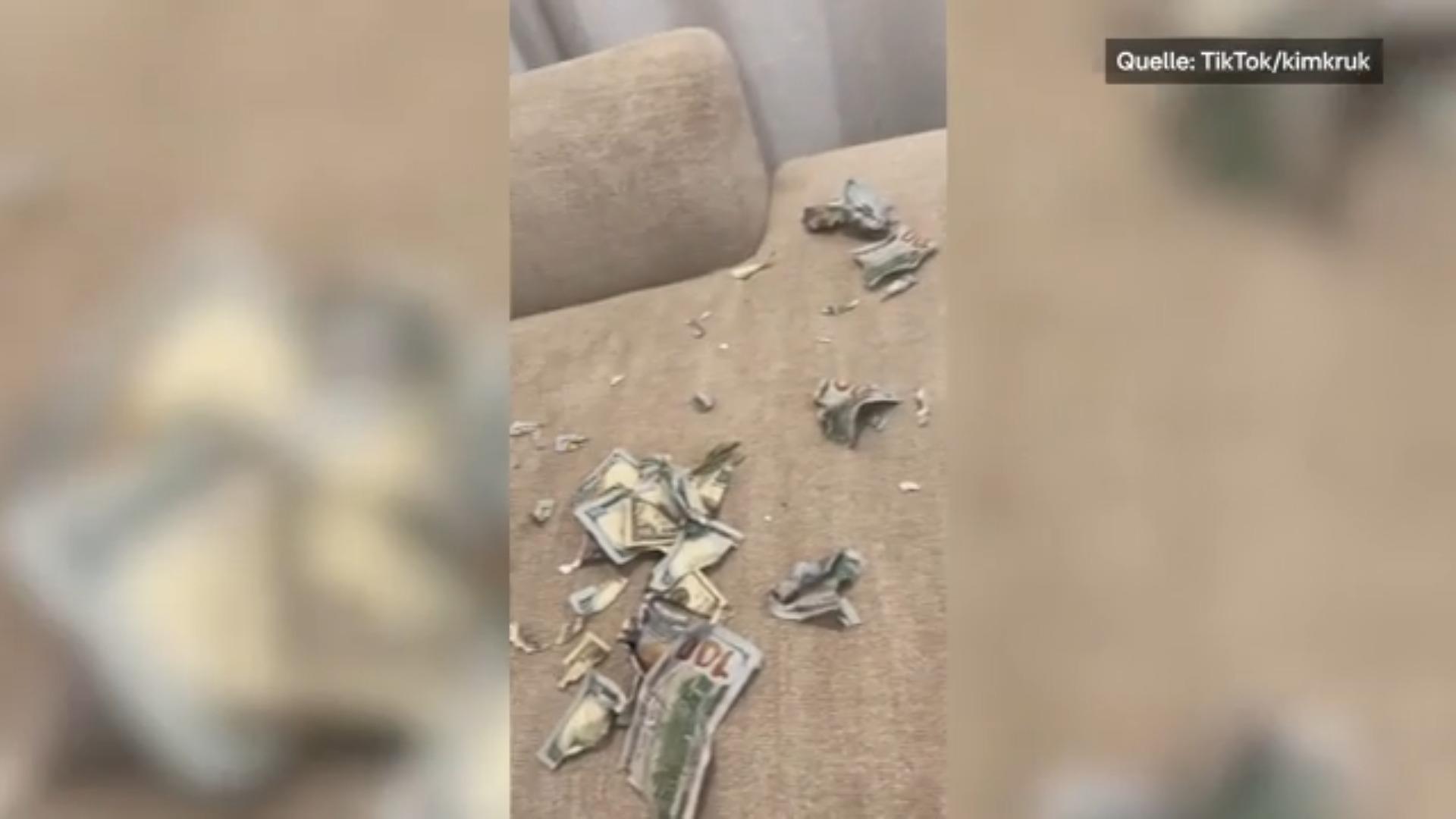 USA: Labrador zerfetzt aus Langeweile 2000 Dollar! Teures Spielzeug