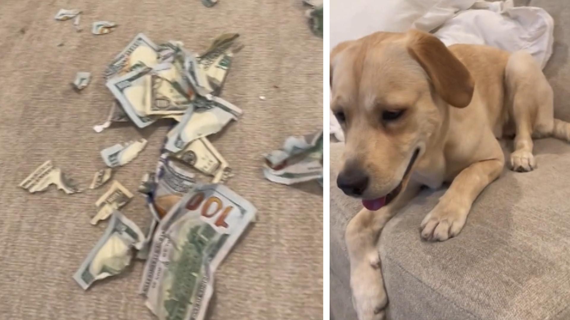 Labrador frisst 2.000 Dollar: Besitzer puzzeln Geld zusammen Teures Spielzeug