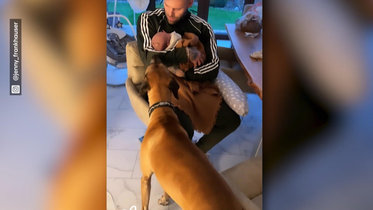 Jenny Frankhausers Hunde lernen ihren Sohn kennen So süß!