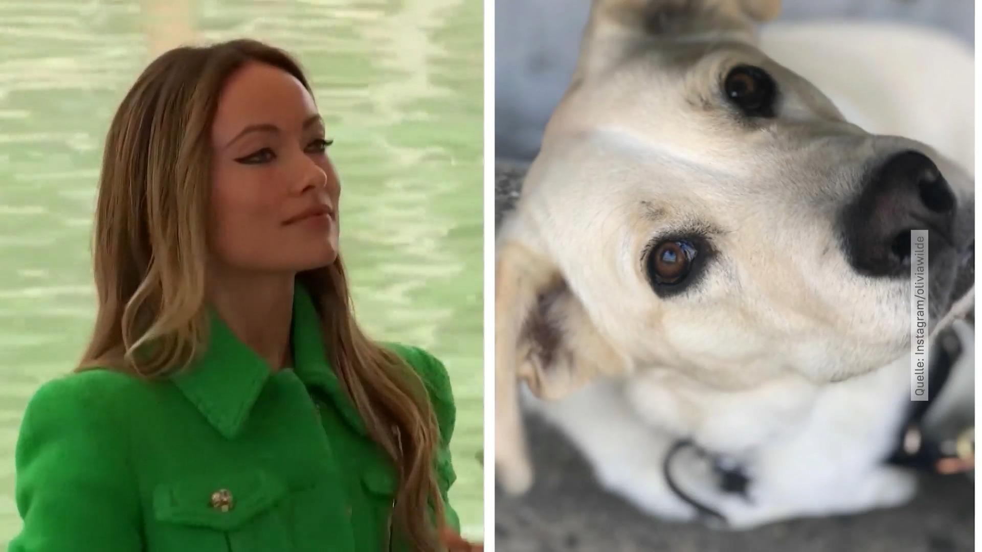 Olivia Wilde soll ihren Hund für Harry Styles weggeben haben Ex-Nanny in Plauderlaune