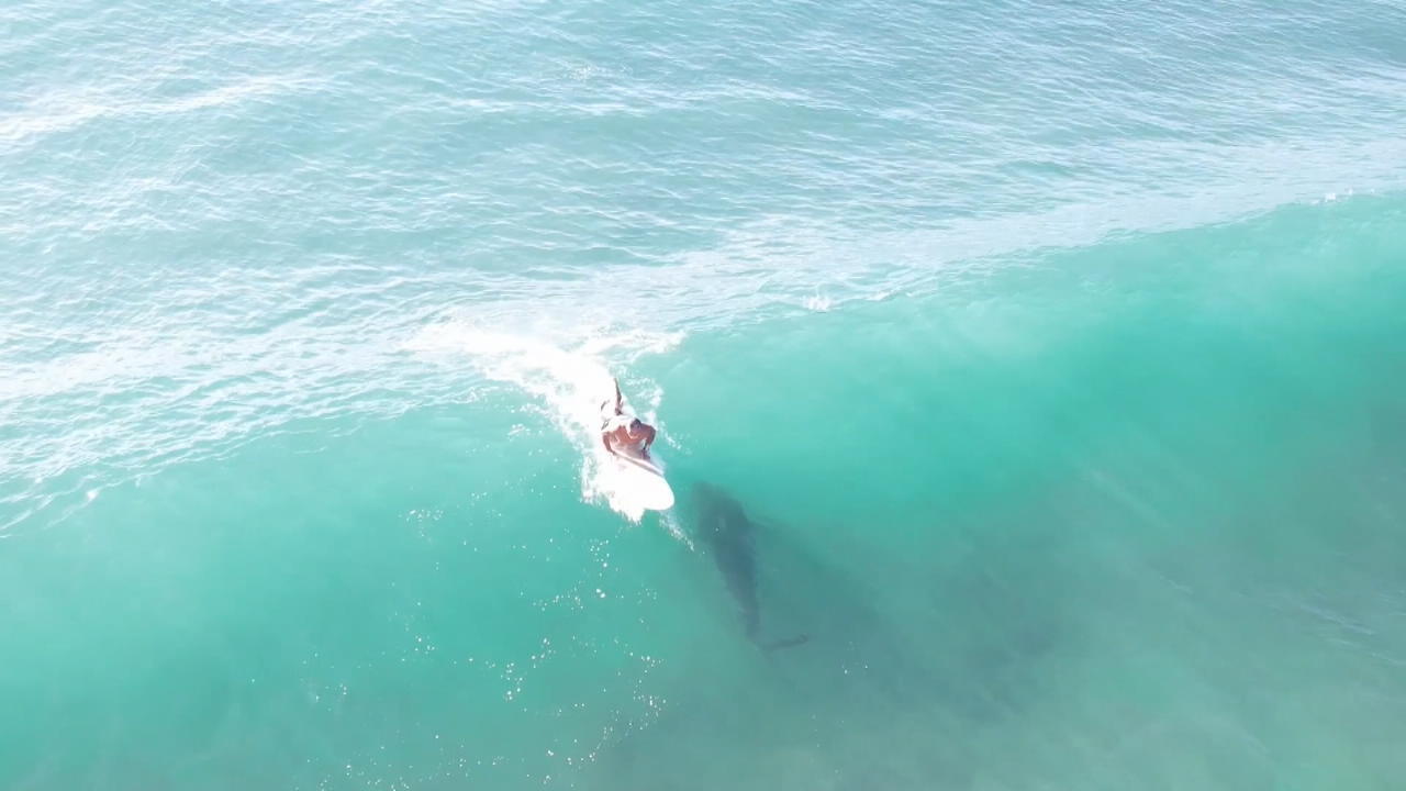 Ahnungsloser Surfer paddelt über riesigen Hai Grusel-Begegnung im Meer