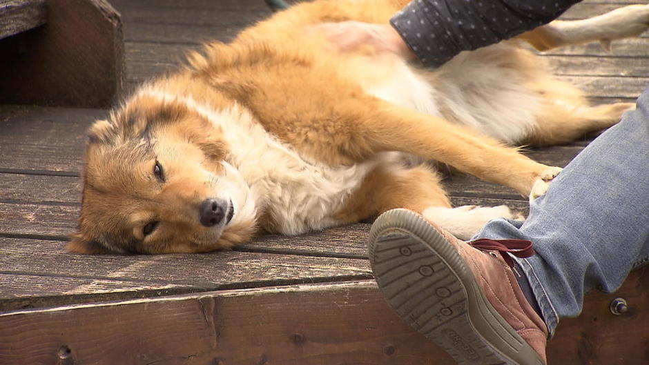 Aus Rumänien gerettet Wie Hündin Chelsea dank RTLZuschauerin Nadine die Angst verliert