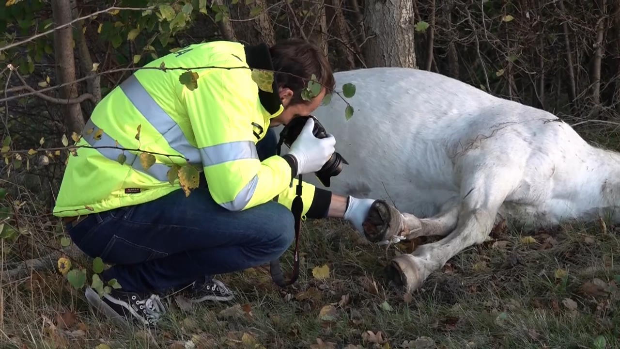 Reiterin und Pferd sterben noch an der Unfallstelle Tragischer Verkehrsunfall