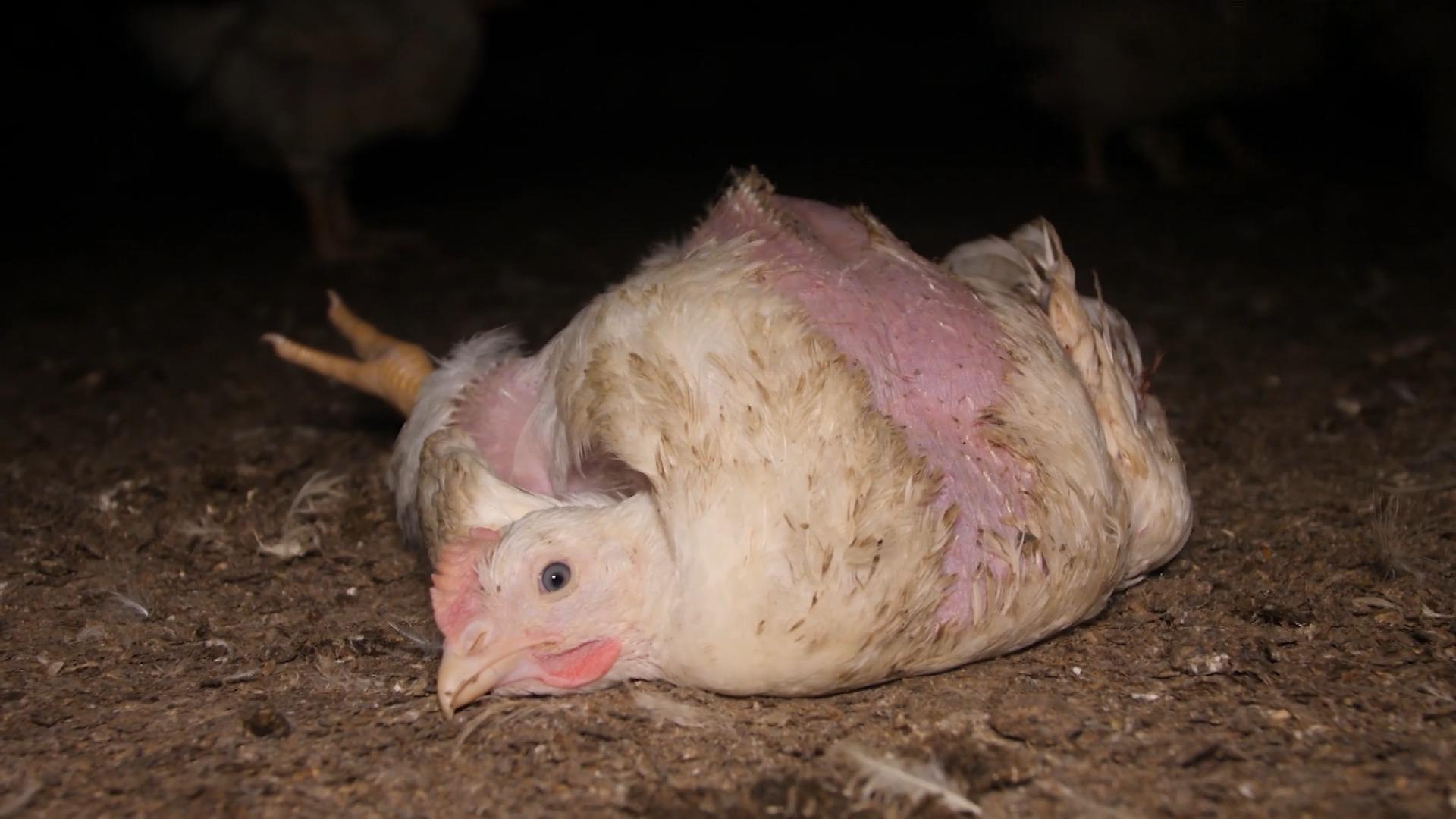 Lidl-Zulieferer lässt Masthühner elendig verenden Recherchen belegen Tierquälerei