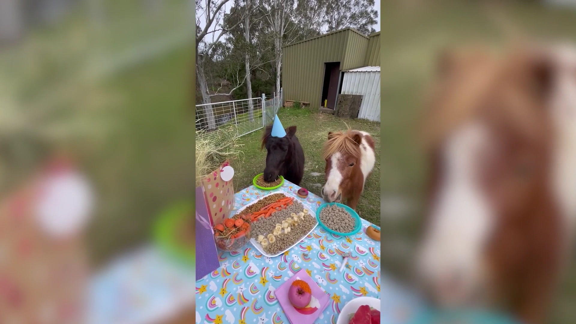 Hier feiern Pferde eine wilde Geburtstagsparty Allgemeiner Pferdegeburtstag in Australien