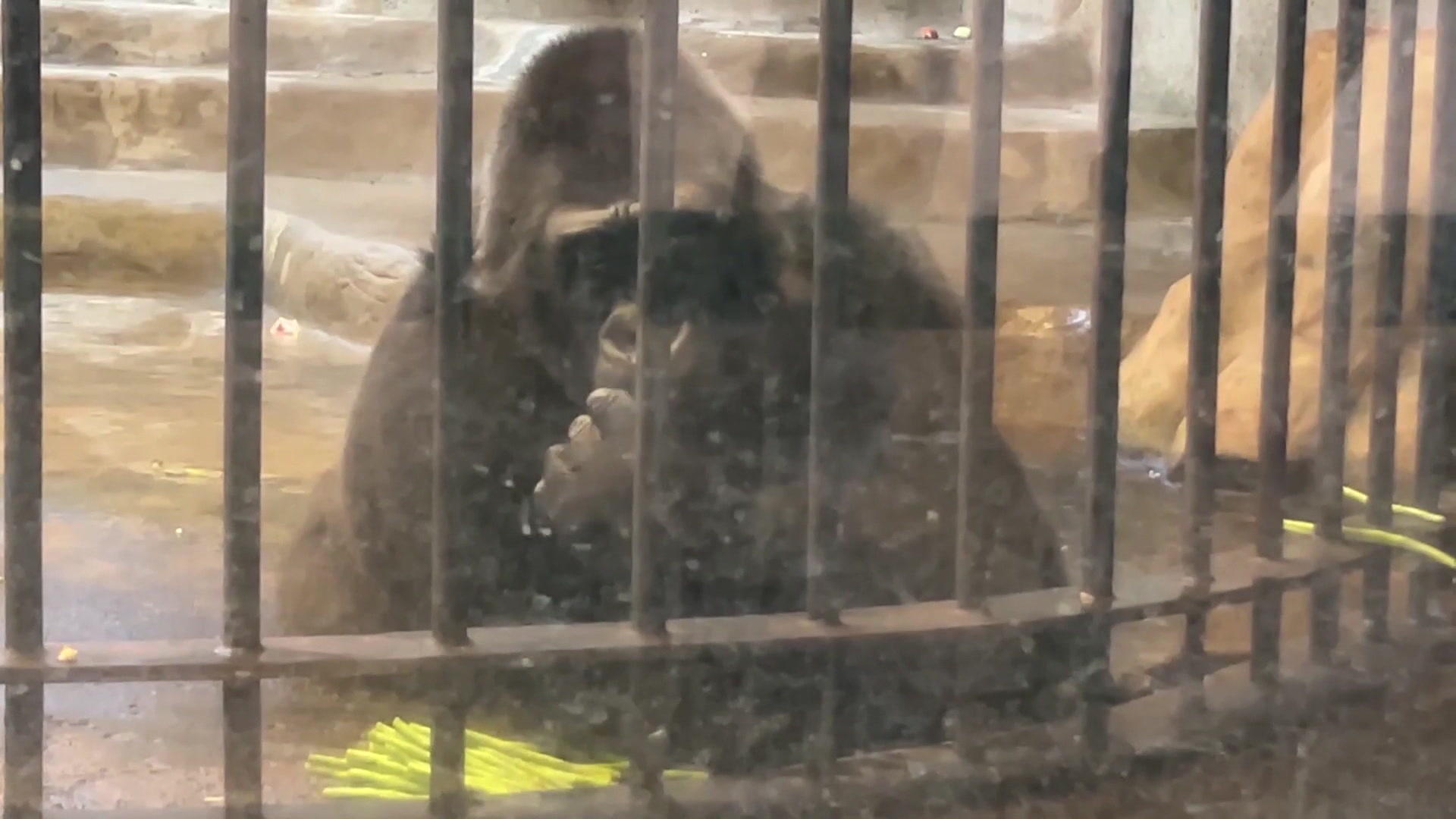 Gorilla lebt seit 30 Jahren in Horror-Zoo 780.000 Dollar für seine Freiheit?