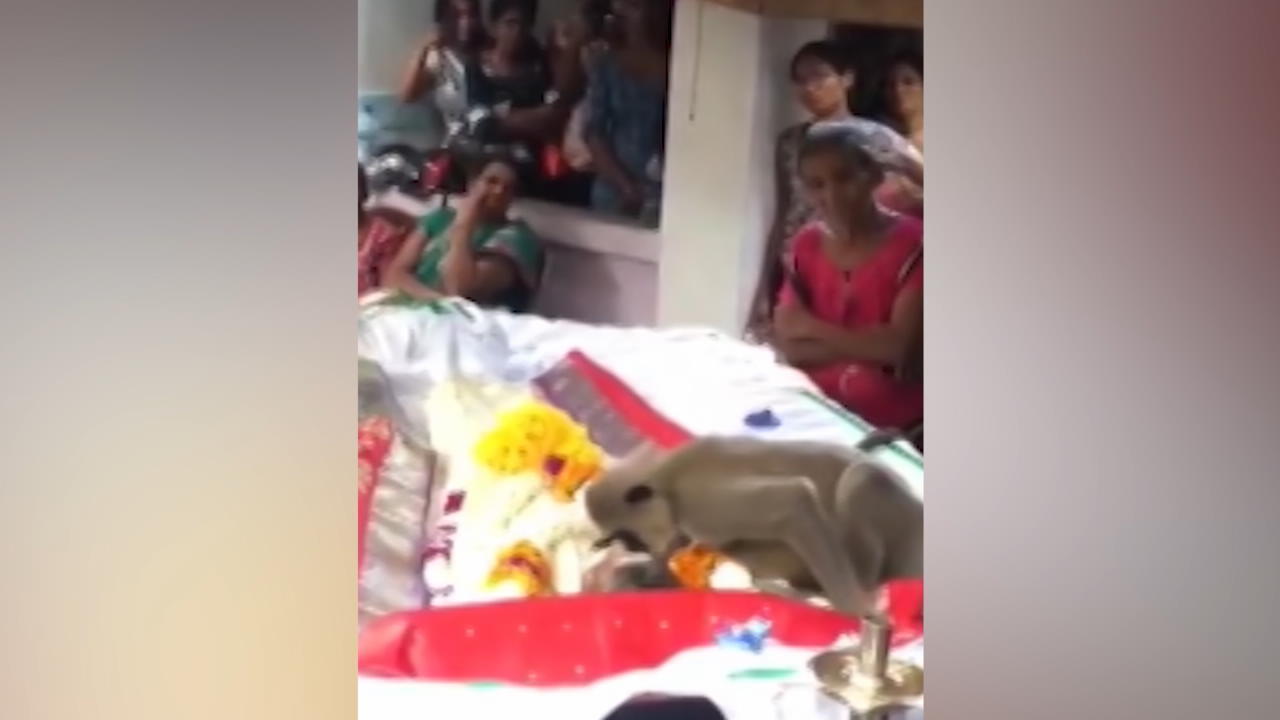 Affe verabschiedet sich von Halter bei Beerdigung Streicheleinheit und Küsschen