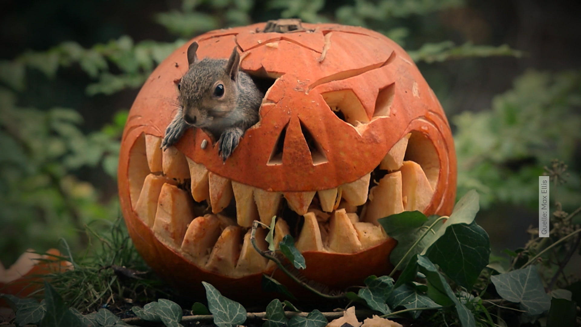 Happy Halloween! Eichhörnchen spielt mit Kürbissen! Weniger gruselig, dafür um so süßer