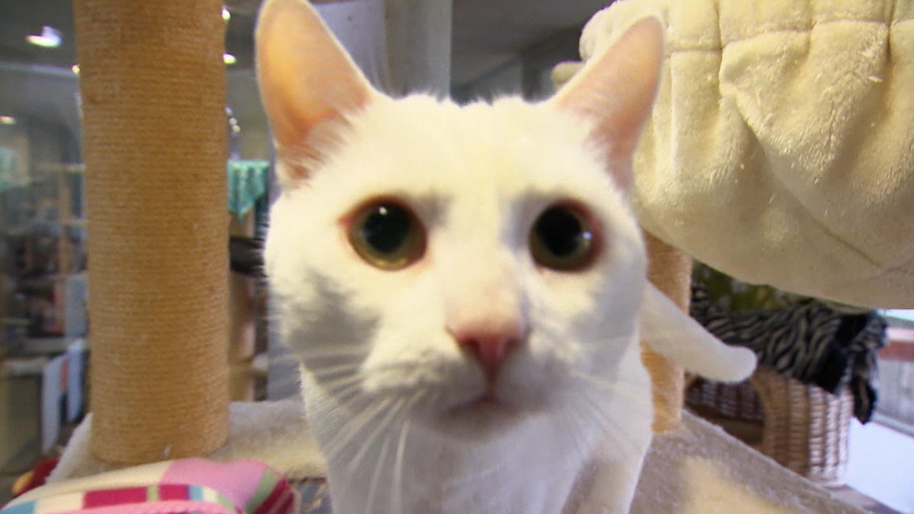Tauber Kater sucht ein neues Zuhause Sieben Leben, aber nur vier Sinne!