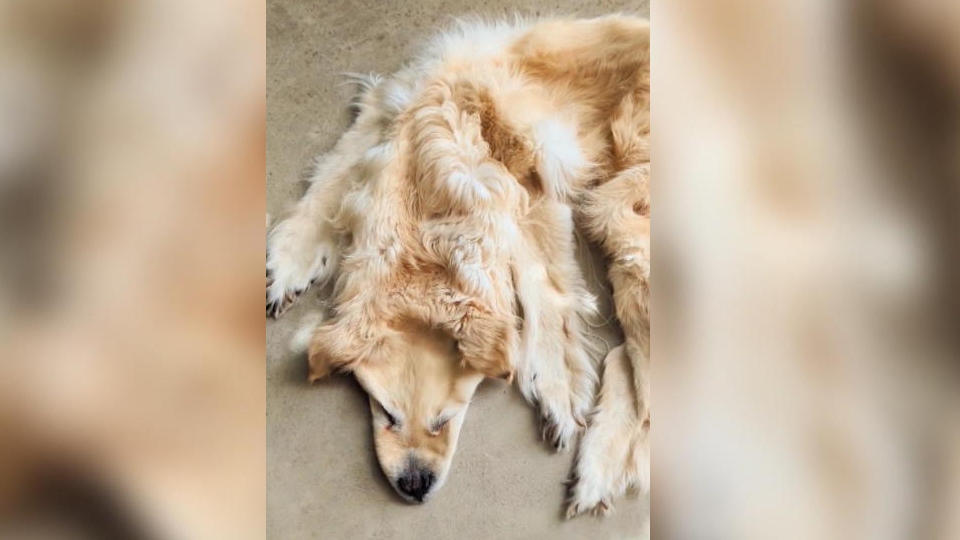 Familie verwandelt verstorbenen Hund in Teppich Bello als Bettvorleger?