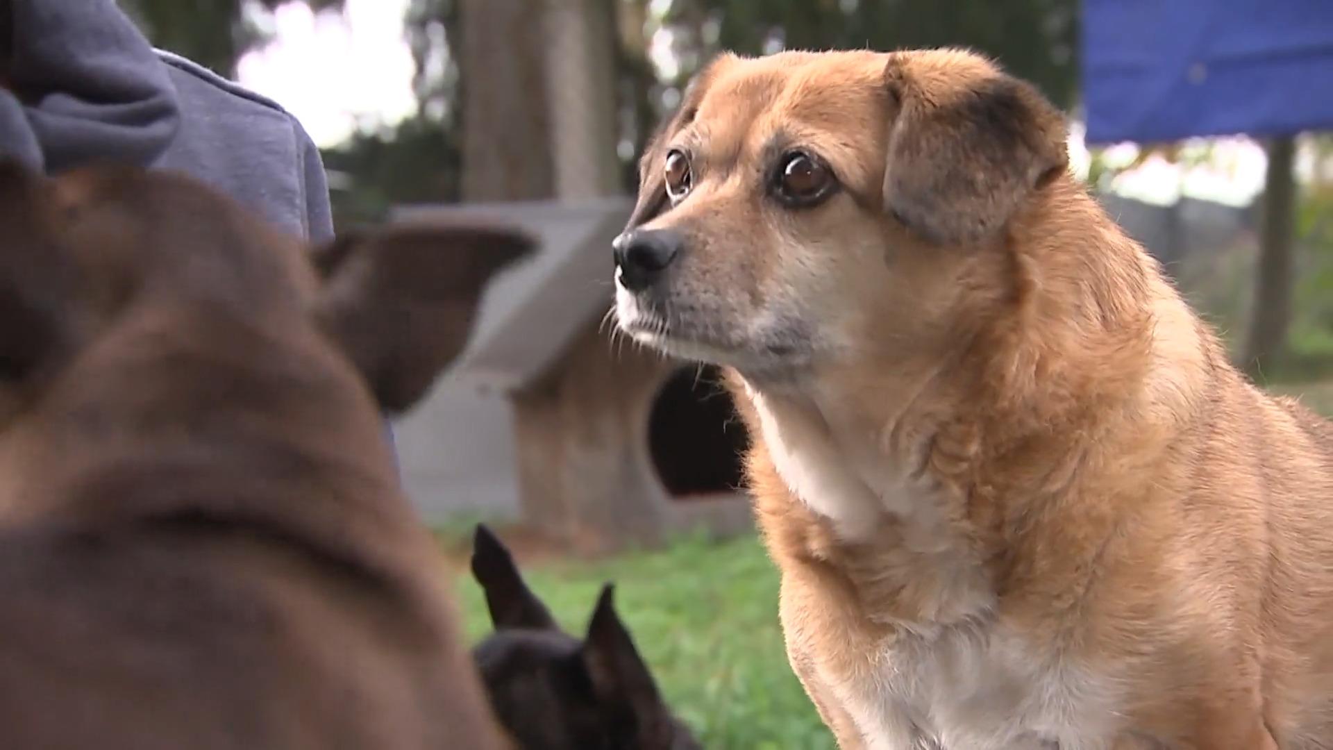 Hundehospiz schenkt alten Hunden ein liebevolles Heim 