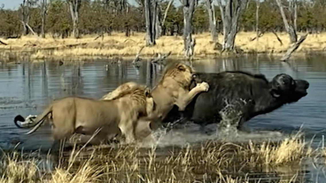 Büffel wehrt sich gegen sechs Löwen Kein Gaumenschmaus