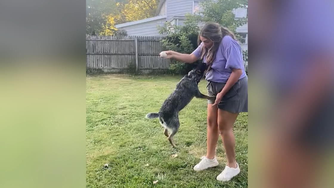 Hund Koda schnappt nach den falschen Bällen! Autsch! Das tat weh