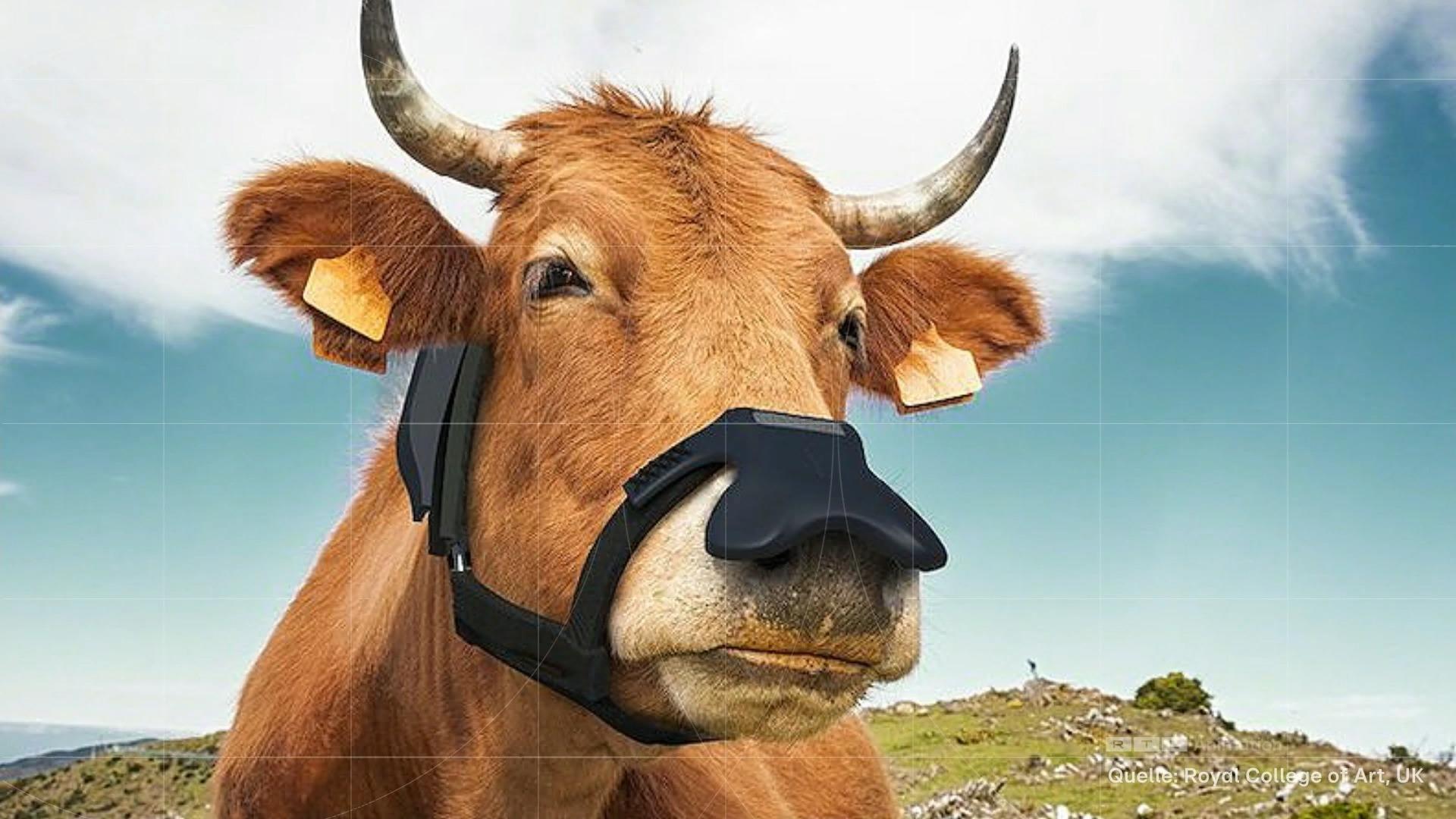 Alles fürs Klima: Tier-Masken gewinnen Design-Preis Maskenpflicht für Kühe