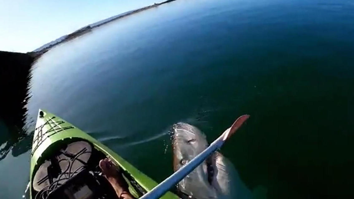 Weißer Hai attackiert Kajakfahrer! Erschreckende Aufnahmen