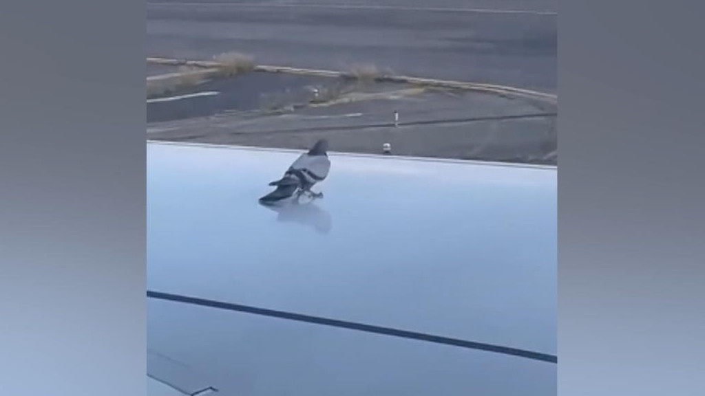 taube-untersch-tzt-flugzeug-geschwindigkeit-und-rutscht-ber-tragfl-chen