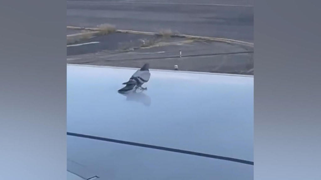 Taube rutscht über Tragflächen von startenden Flieger Uuuuund Abflug!
