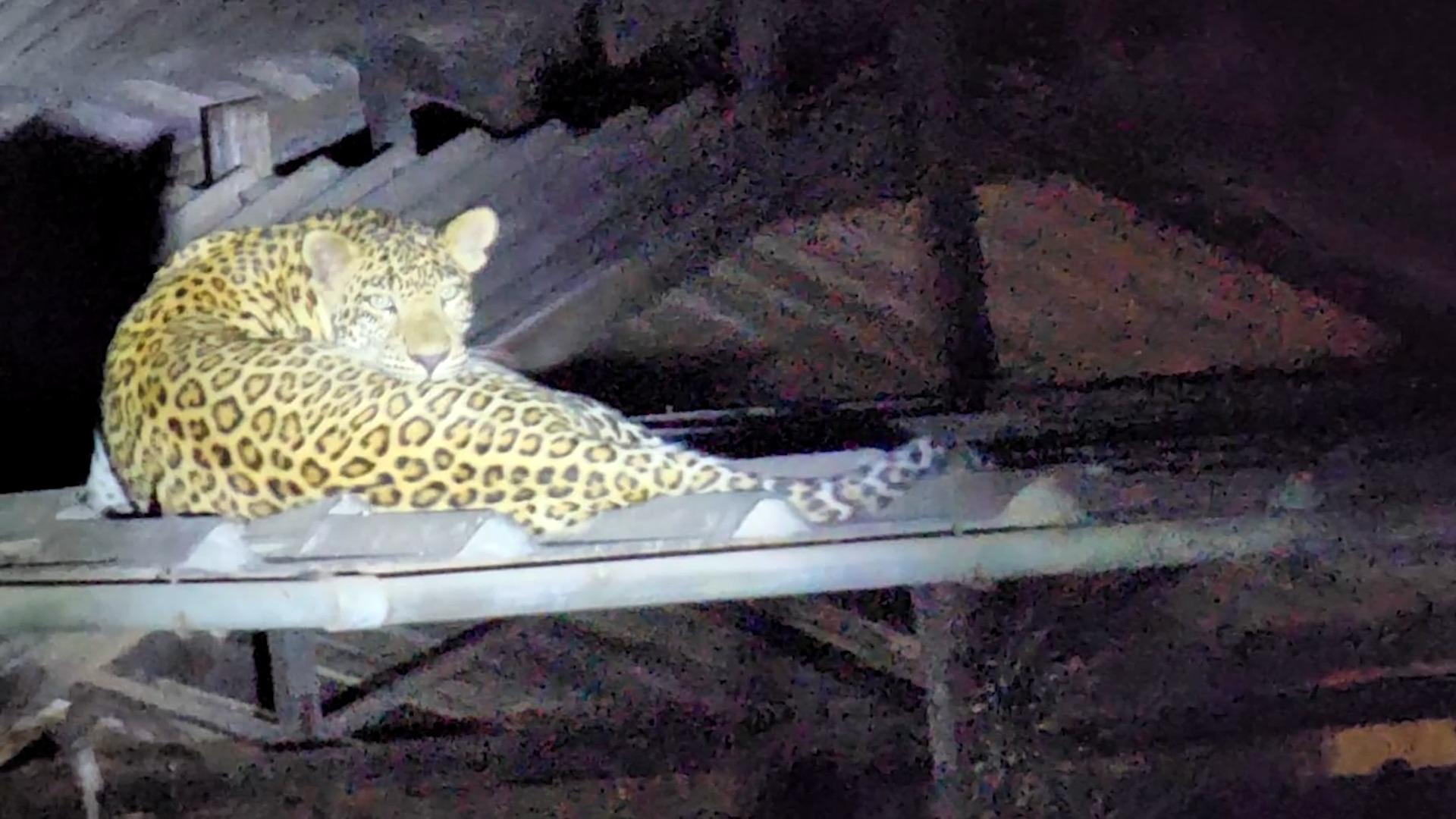 Leoparden versetzen Wohnviertel in Angst und Schrecken Indien: Schon zwei Todesfälle