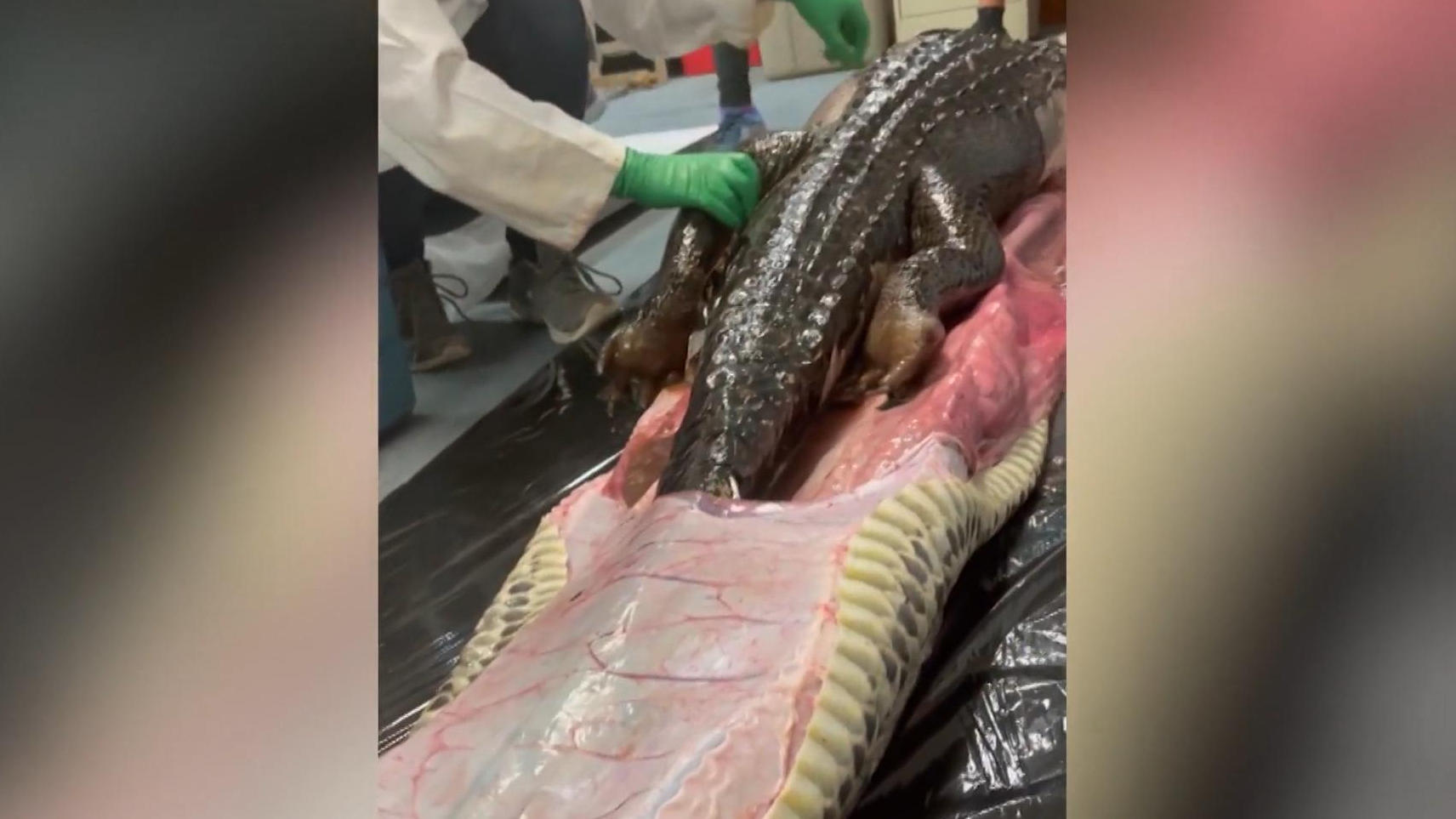 Verstörend! Schlange aufgeschnitten - Riesen-Alligator drin Nichts für schwache Nerven