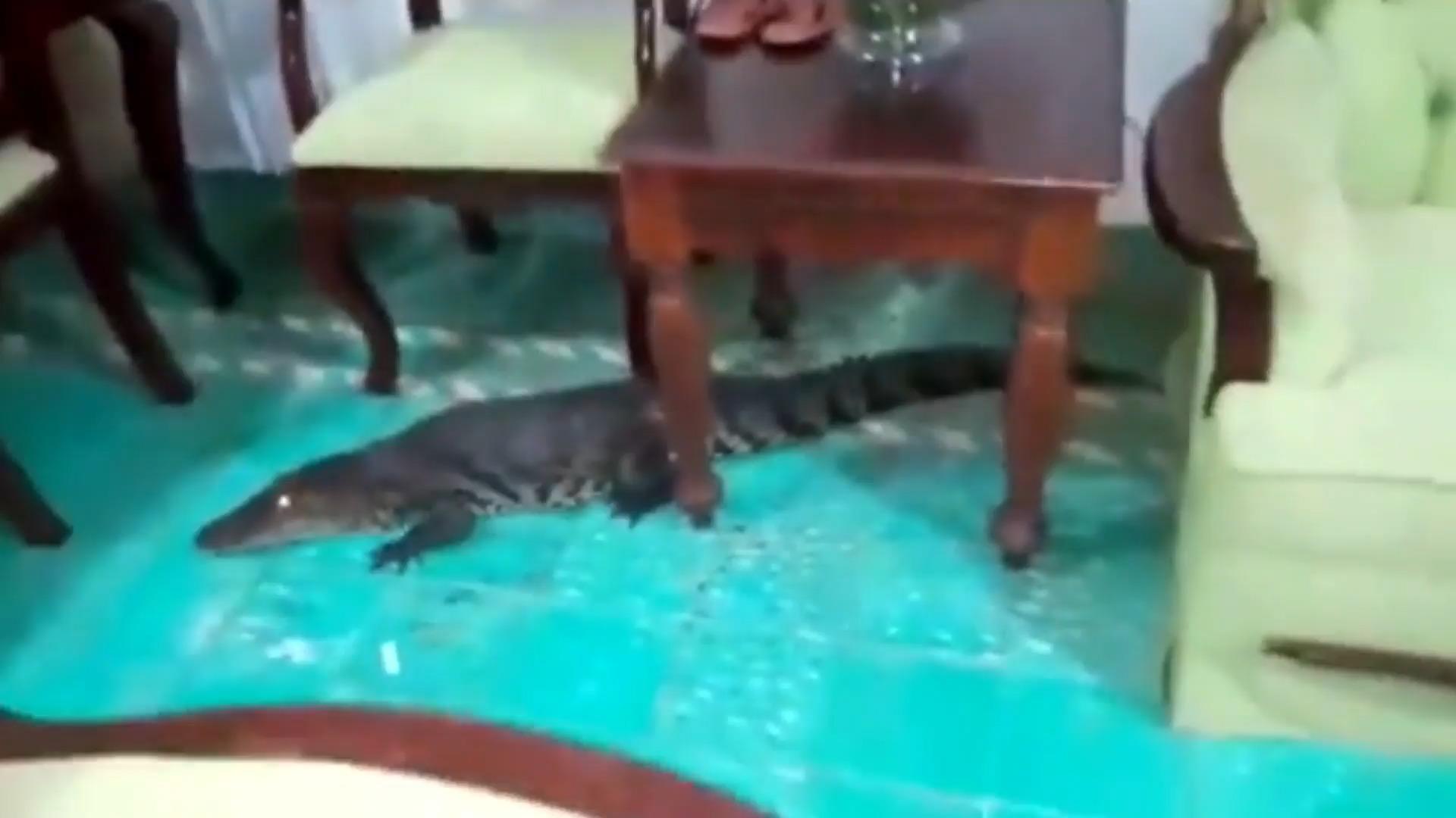 Frau fegt Krokodil aus ihrem Haus Kroko vs. Besen