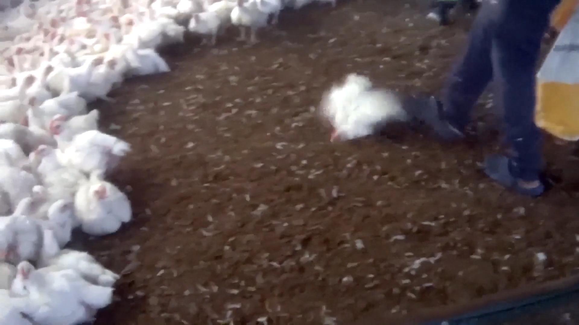 Schlachthaus-Mitarbeiter treten brutal auf Hühner ein Tierquälerei bei Lidl-Lieferant