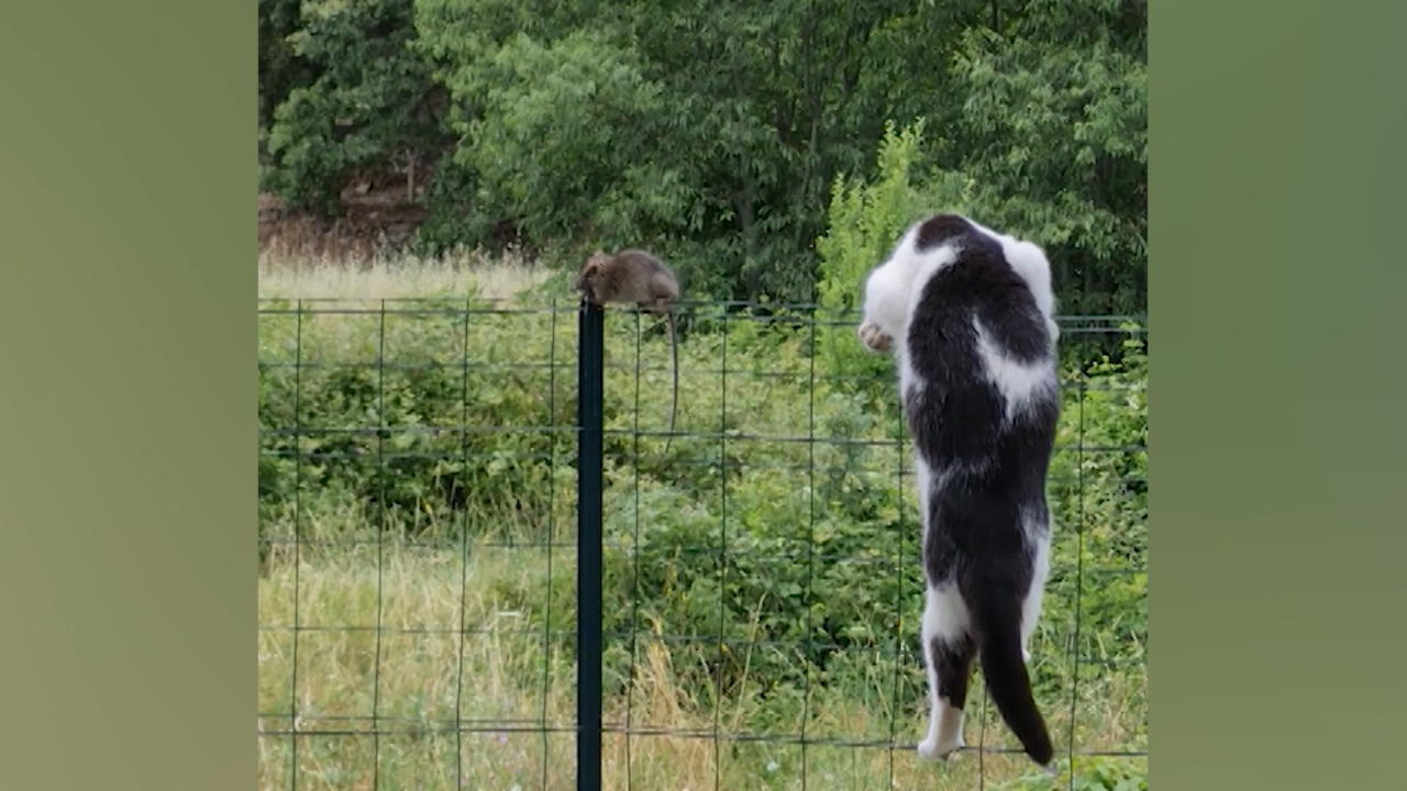 Katze verfolgt Maus auf Zaun Kunstvoller Hochseilakt