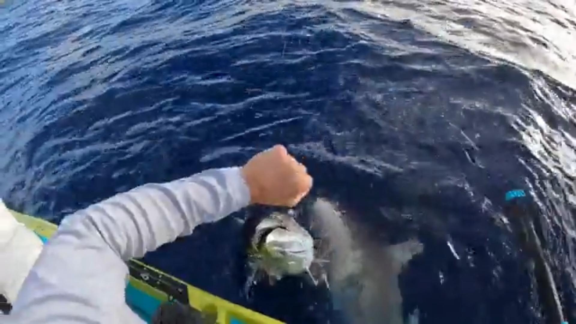 Hai schnappt Angler Fisch weg Angriff aus dem Nichts
