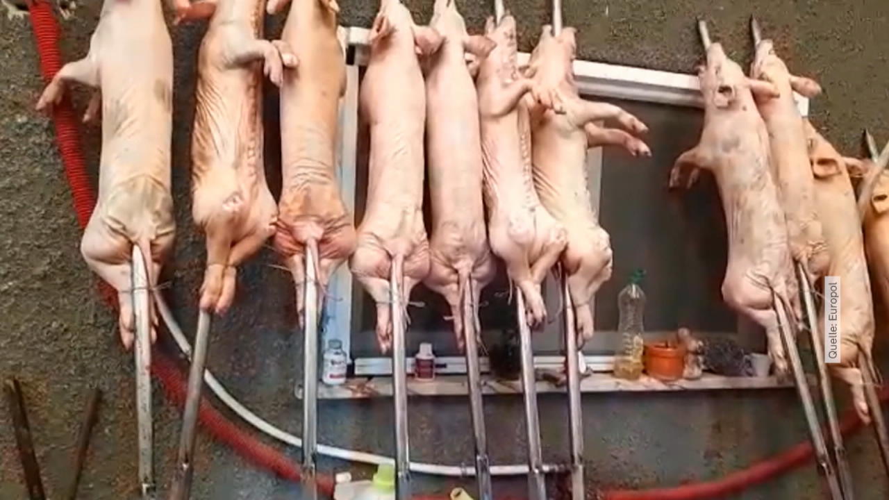 Tausende Tonnen Lebensmittel beschlagnahmt Gammelfleisch und Alkohol