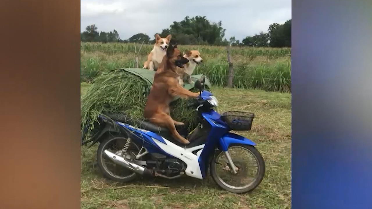 Hunde düsen mit dem Motorrad über Feldweg Who let the dogs out?!