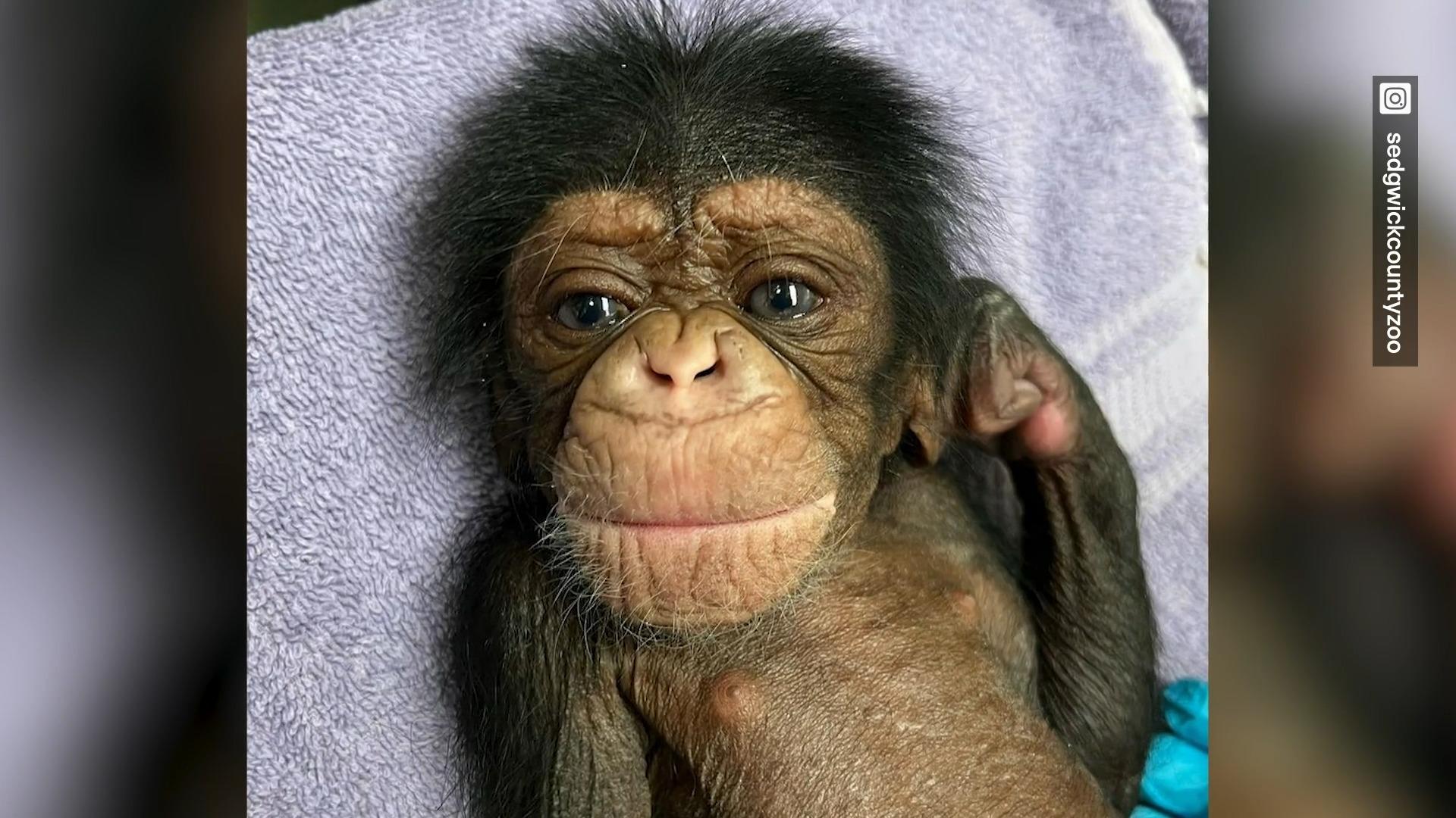 Schimpansen-Mama trifft Neugeborenes nach Not-Kaiserschnitt "Die Liebe einer Mutter hört niemals auf"