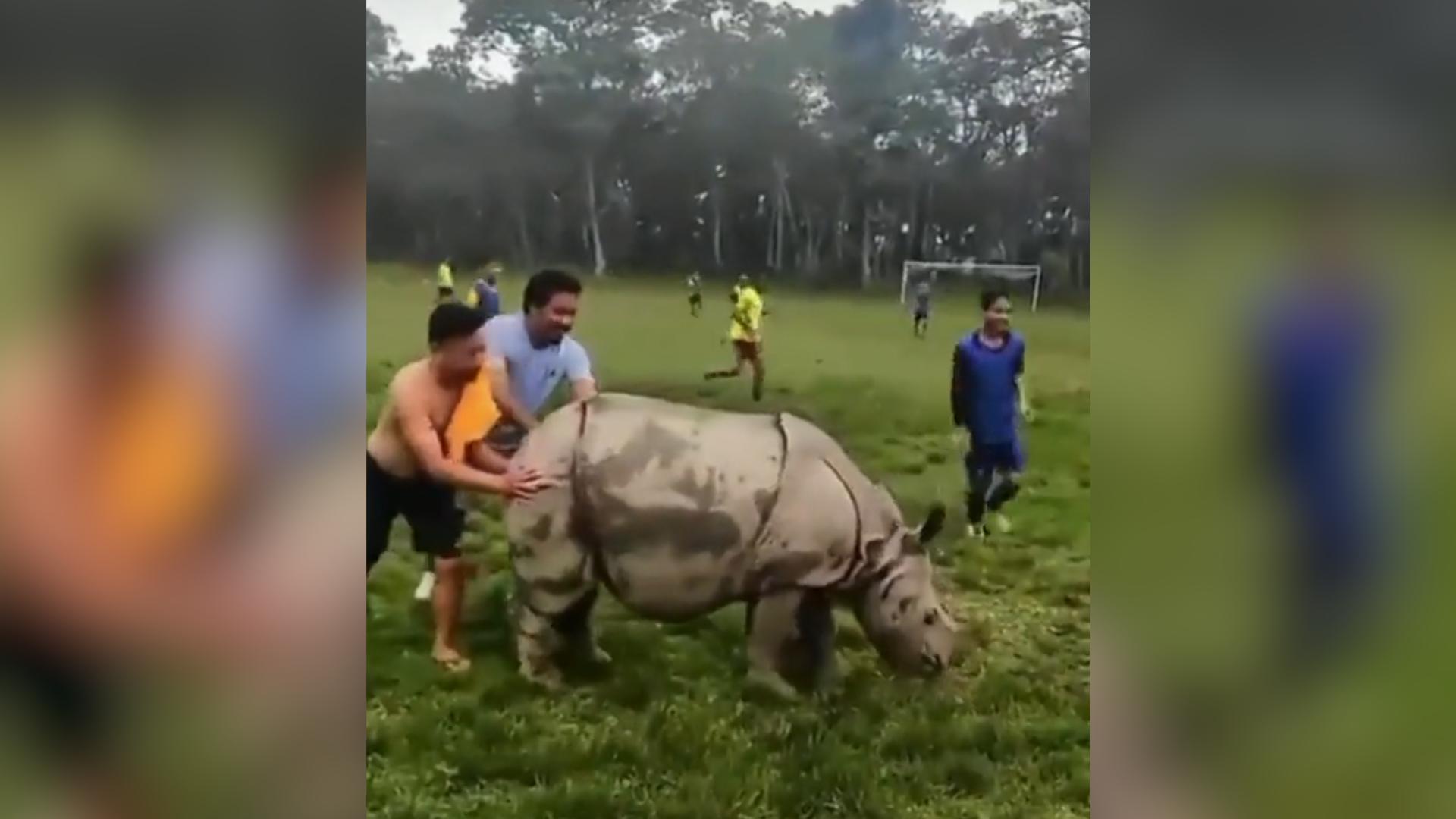 Nashorn-Baby stürmt Fußballplatz Ungewöhnlicher Flitzer
