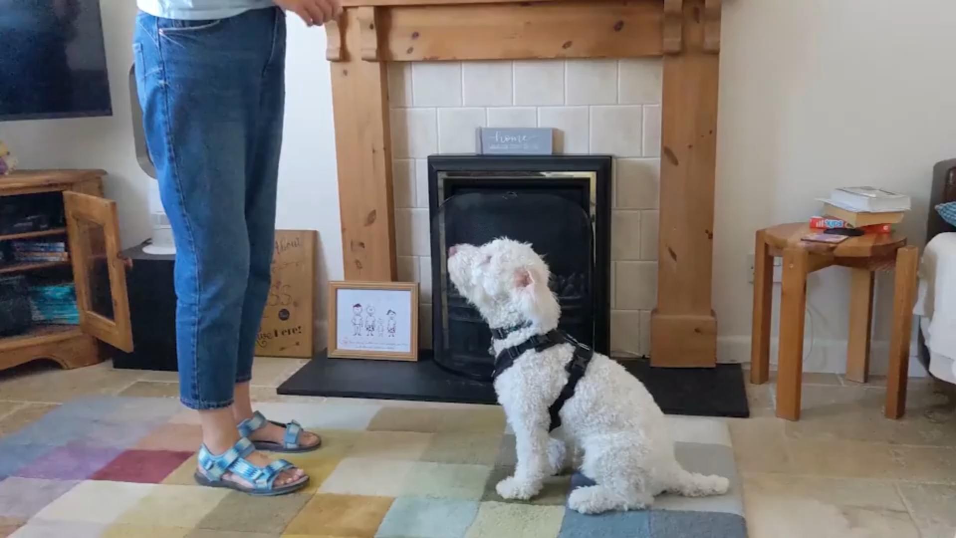 Hund Rafa lernt die Gebärdensprache Süß und clever!
