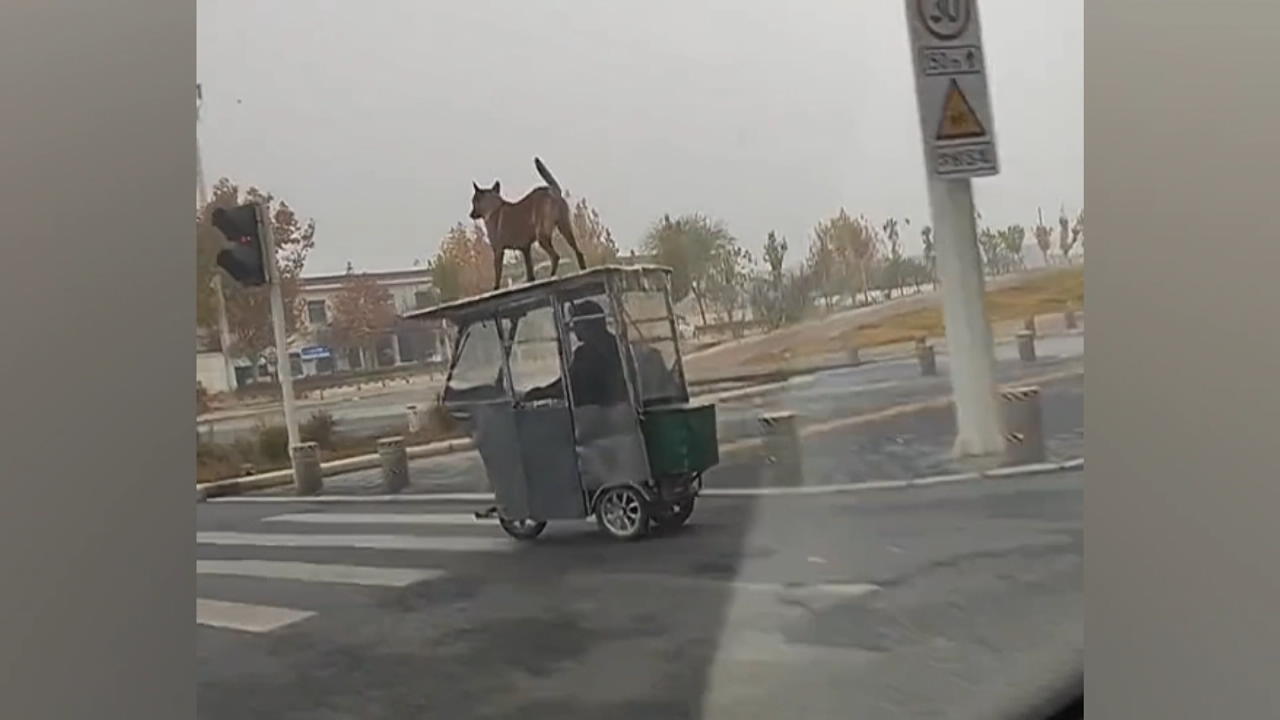 Tierische Kühlerfigur: Hund surft auf Autodach Gegen die Vorschrift!