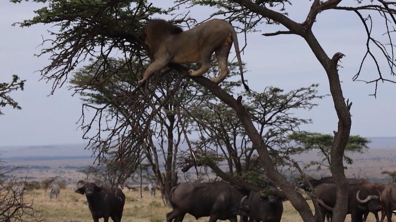 Löwe will Sex - doch plötzlich greifen Aggro-Büffel an Mit den Falschen angelegt!
