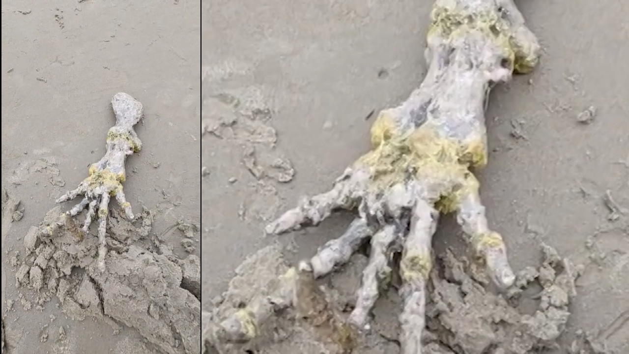 Von was stammt diese riesige Skelett-Hand? Schock-Fund am Strand