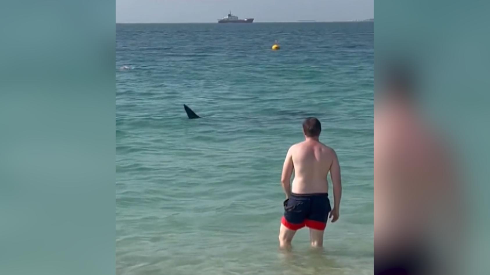 Riesiger Hai kommt Dubai-Urlaubern gefährlich nah Schock-Moment am Strand