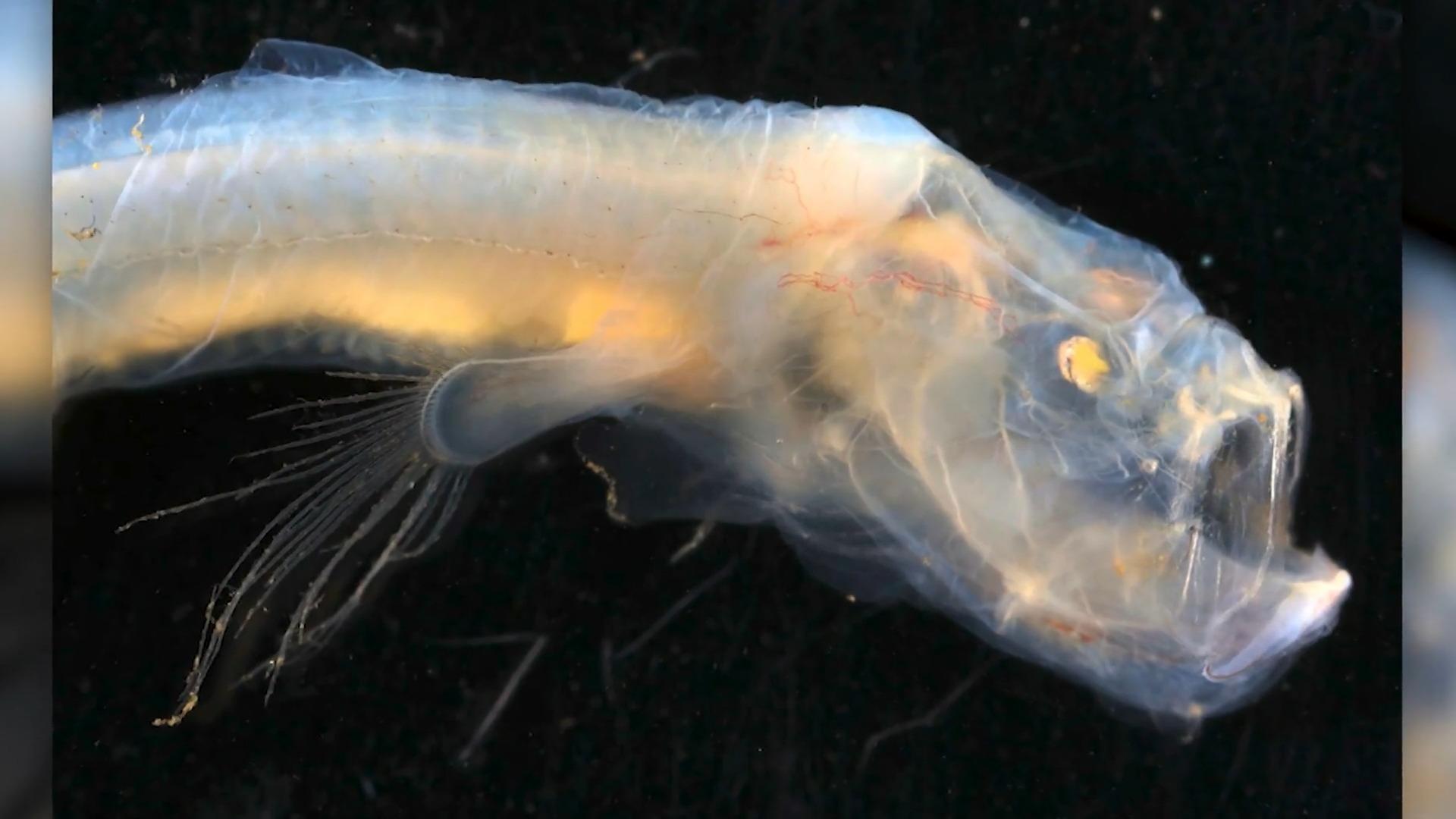 Neue Gruselfische in der Tiefsee entdeckt Neue Entdeckung