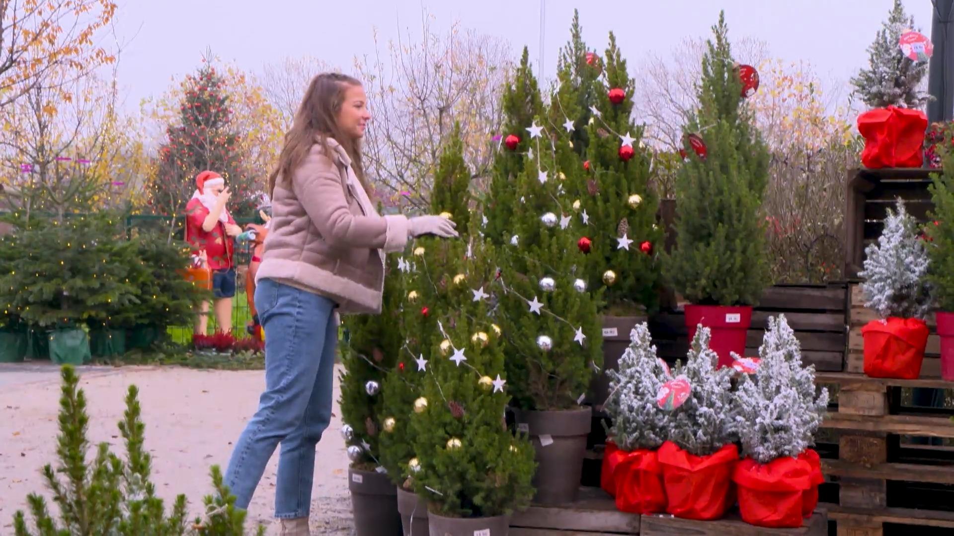Was Sie beim Weihnachtsbaum-Kauf beachten sollten Das große Weihnachtsbaum-ABC