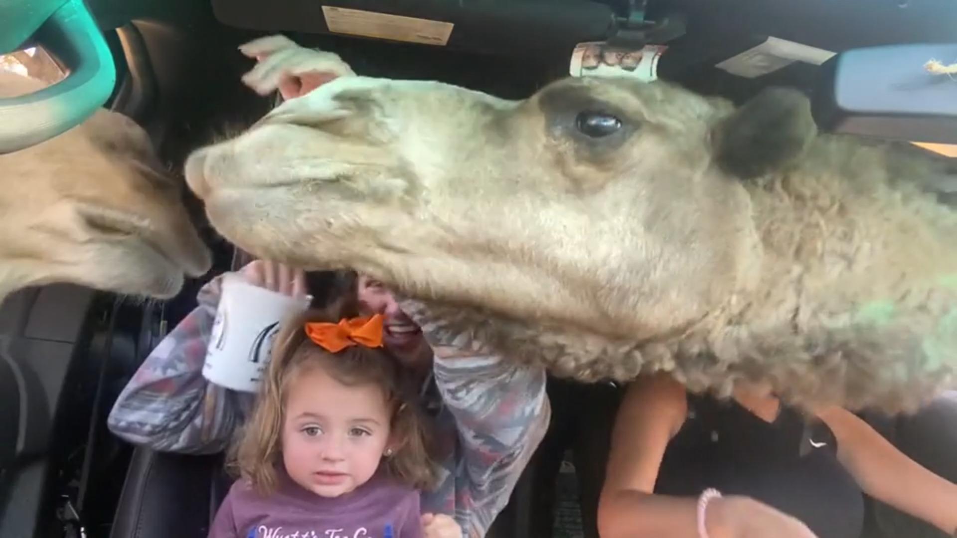 Kamel steckt Kopf in Auto für Snacks – und zerbricht Fenster Teure Safari-Tour!