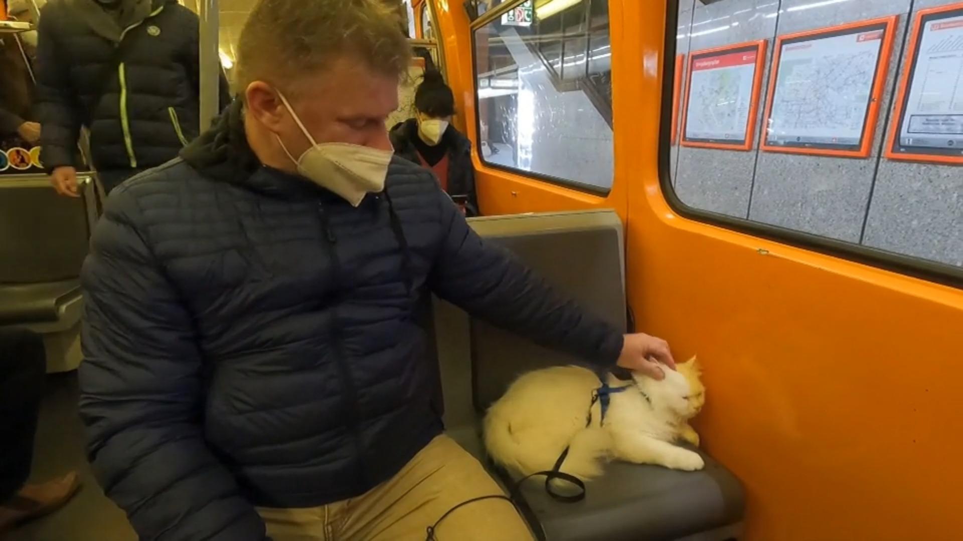 Kater Simbad bekommt eigenes Bahnticket Diese Katze liebt die U-Bahn