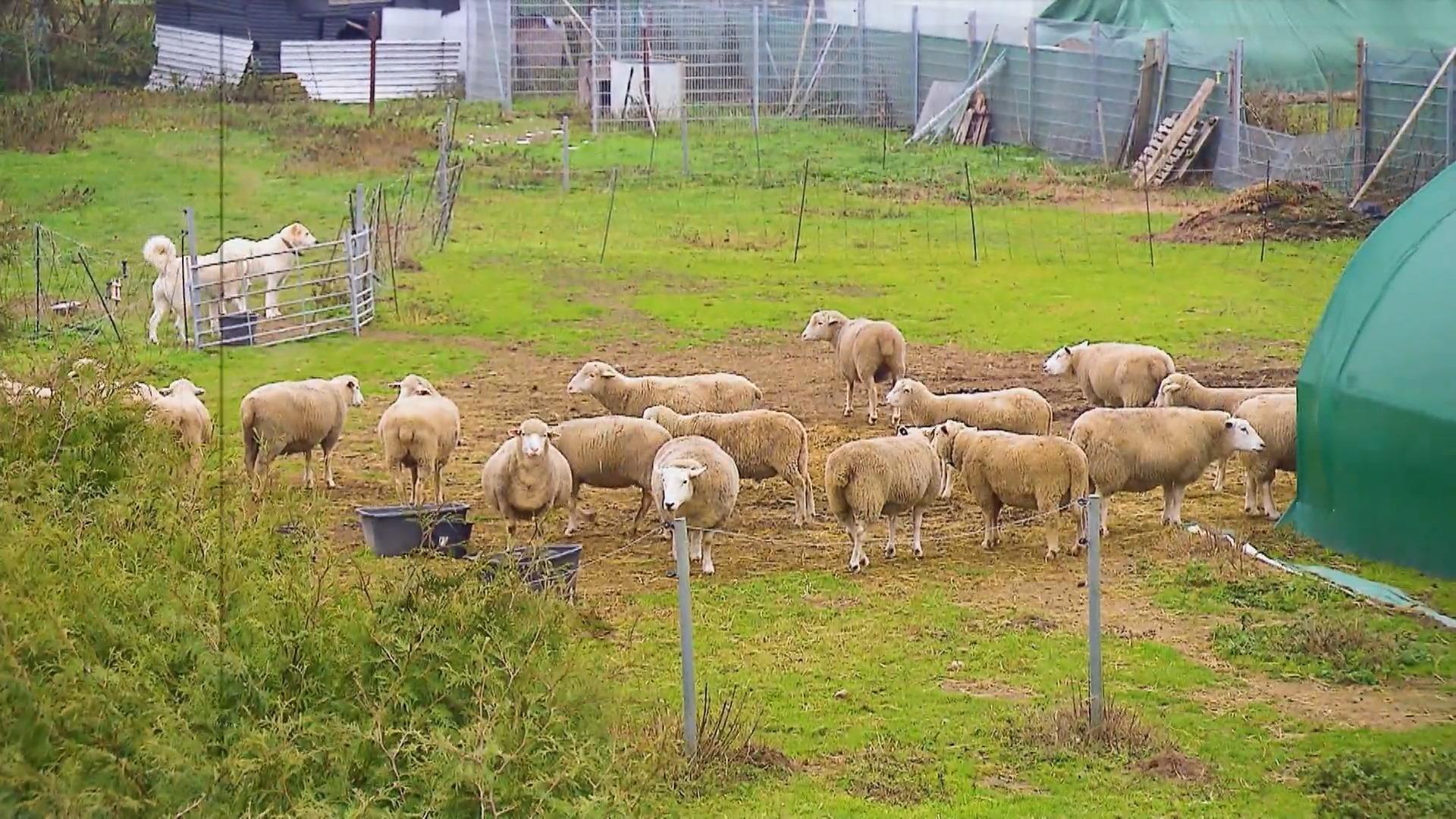 Hütehunde von Schafsherde führen zu Streit vor Gericht Nachbarschaftsstreit