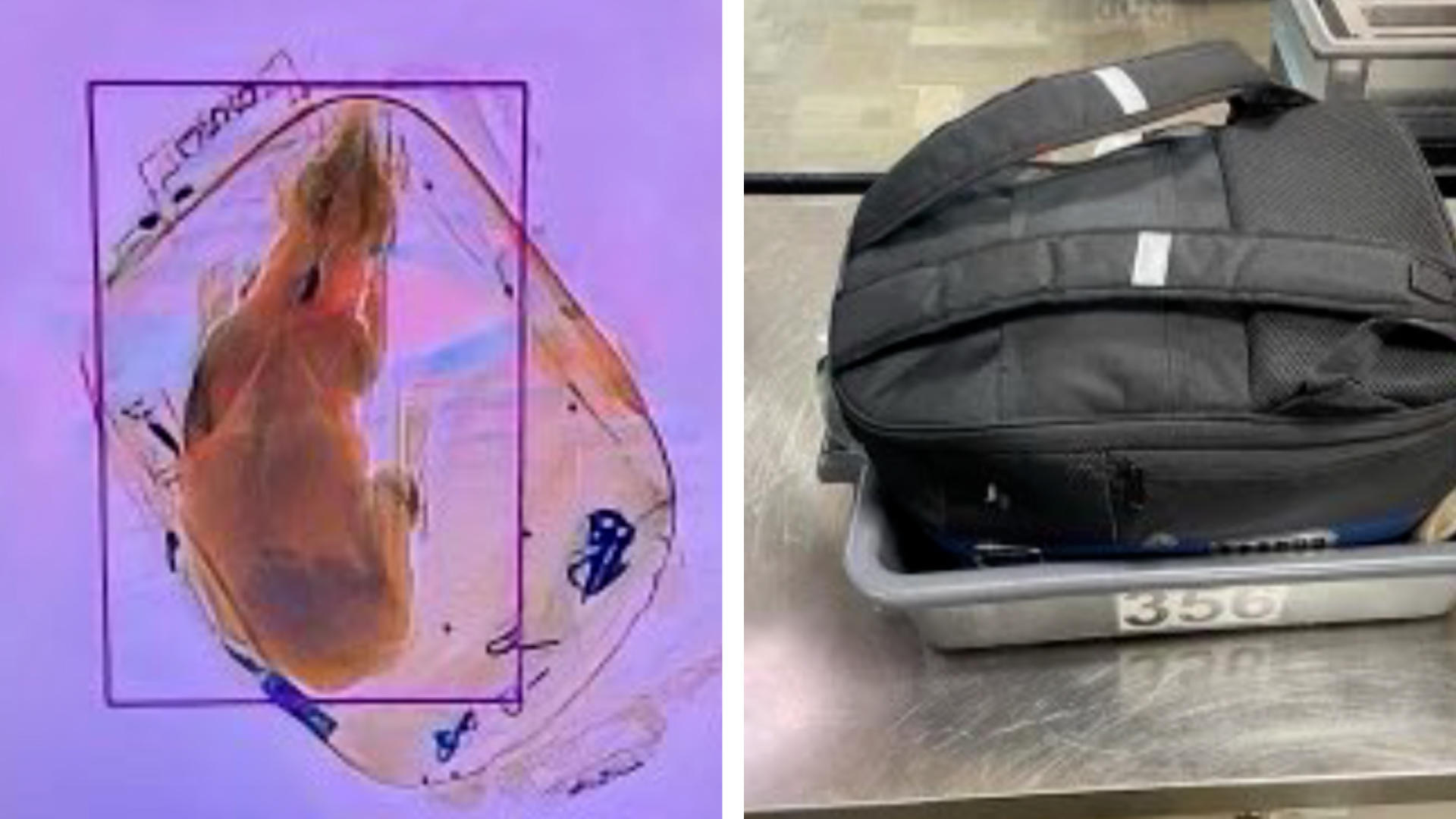 Fluggast will Chihuahua mit an Bord schmuggeln Hund im Handgepäck?