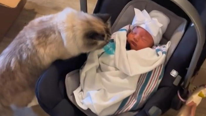 Katze sieht Neugeborenes das erste Mal – und muss kotzen! Ist da etwa wer eifersüchtig?