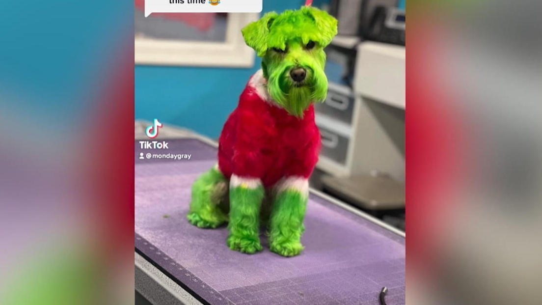 The dog turns into the Grinch before Christmas, suddenly green and fierce!