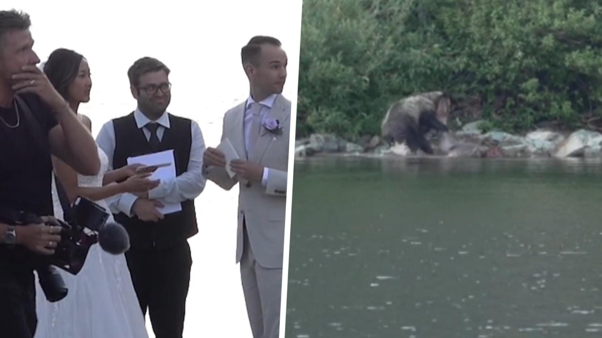 Grizzlybär tötet Elch bei Trauung - und schockt Brautpaar! So schnell wird’s unromantisch